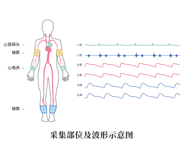 动脉硬化检测仪产品应用